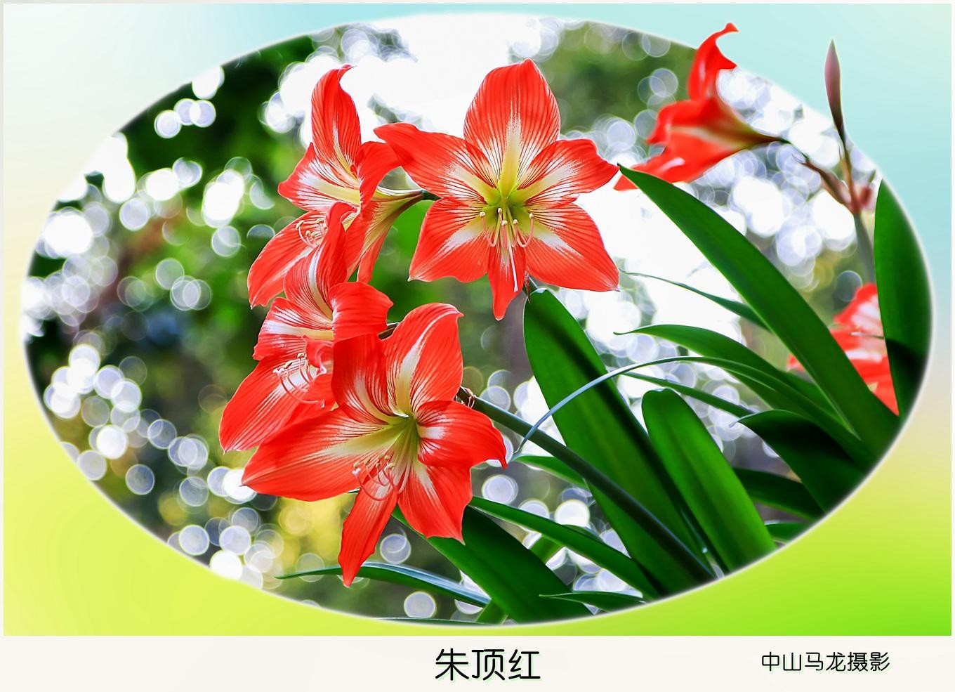 朱顶红怎样放冰箱冷藏-这么收藏明年开花更鲜艳