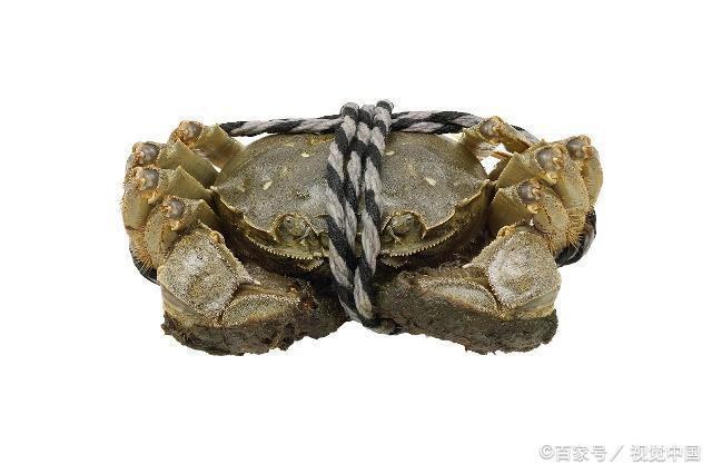 螃蟹放在冰箱冷藏死了能吃吗-大家可以了解一下